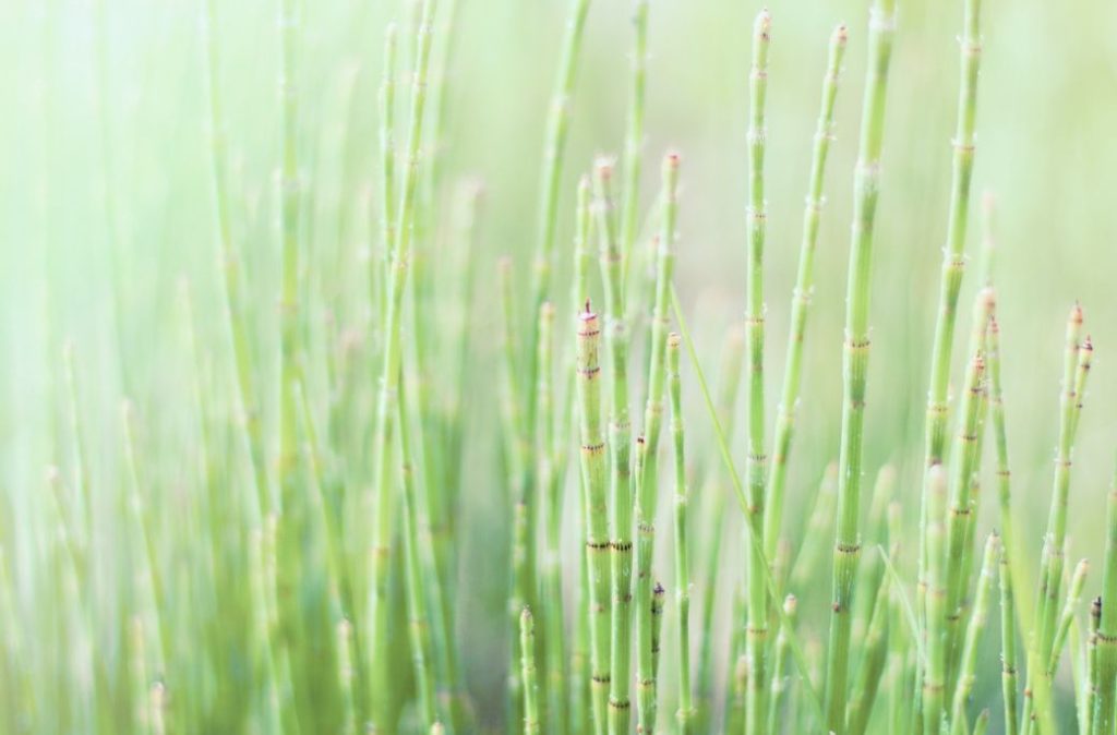 Le purin d'ortie : un engrais naturel et efficace - Jardin au Naturel