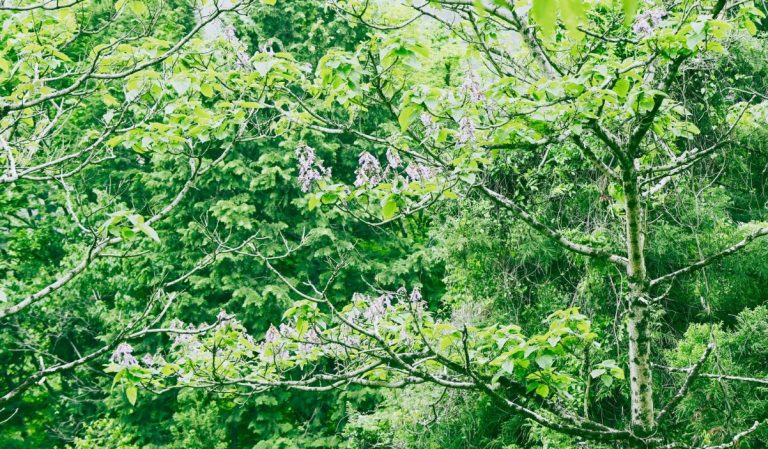 Un paulownia en fleurs